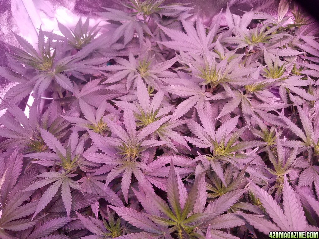 group shot 15 days in flower