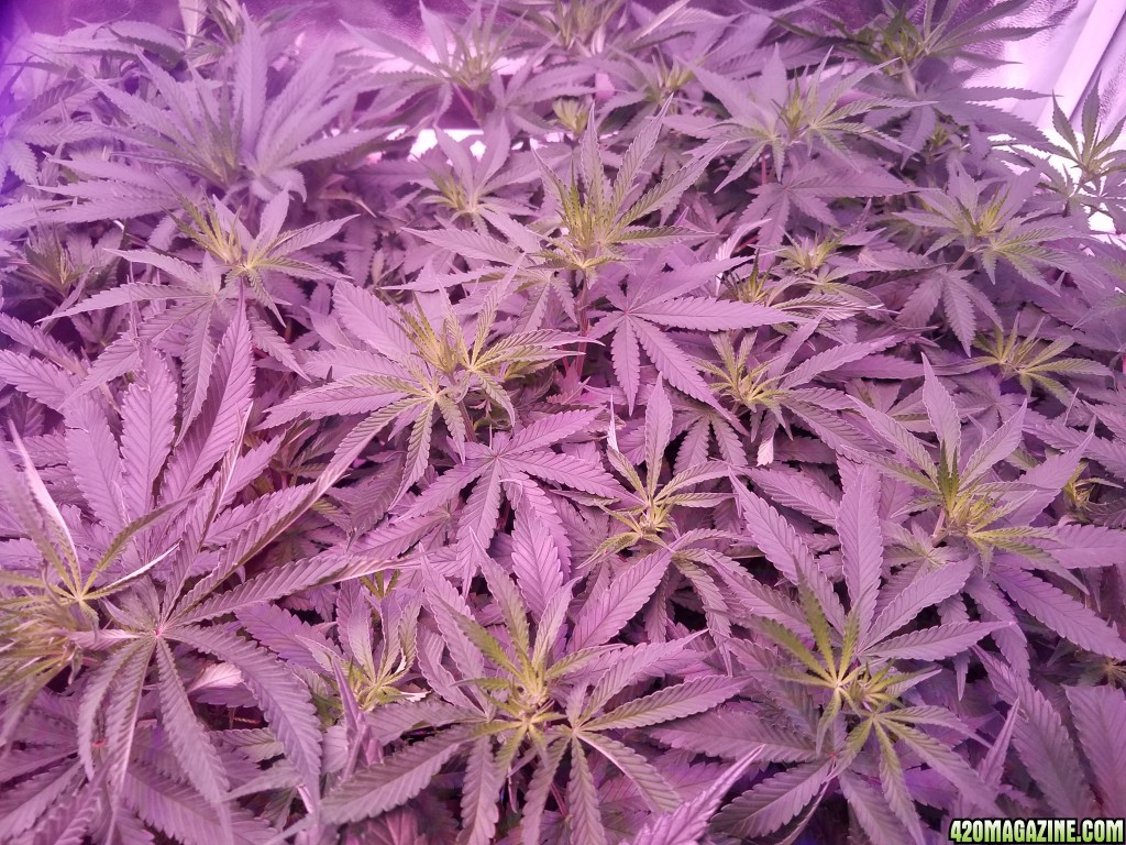 group shot 15 days in flower