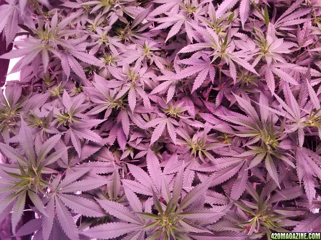 group shot 15 days in flower