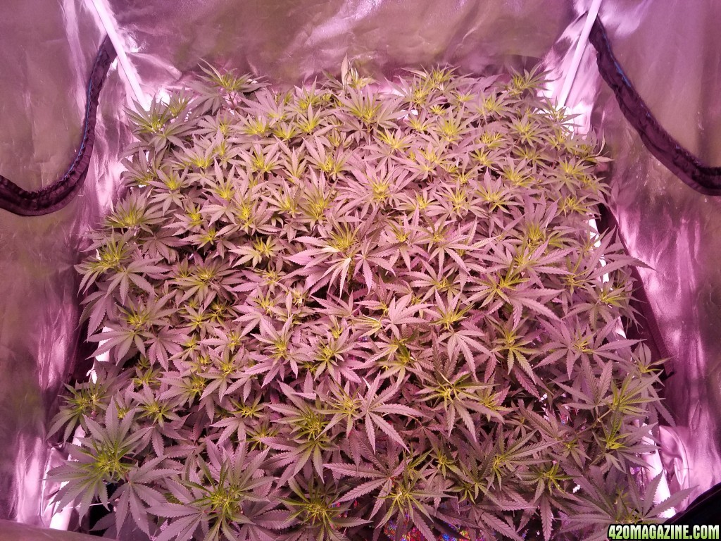 group shot 15 days in flower