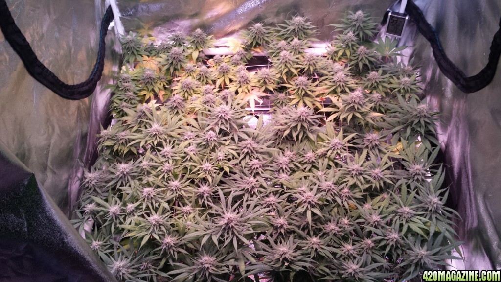 group shot 33 days in flower