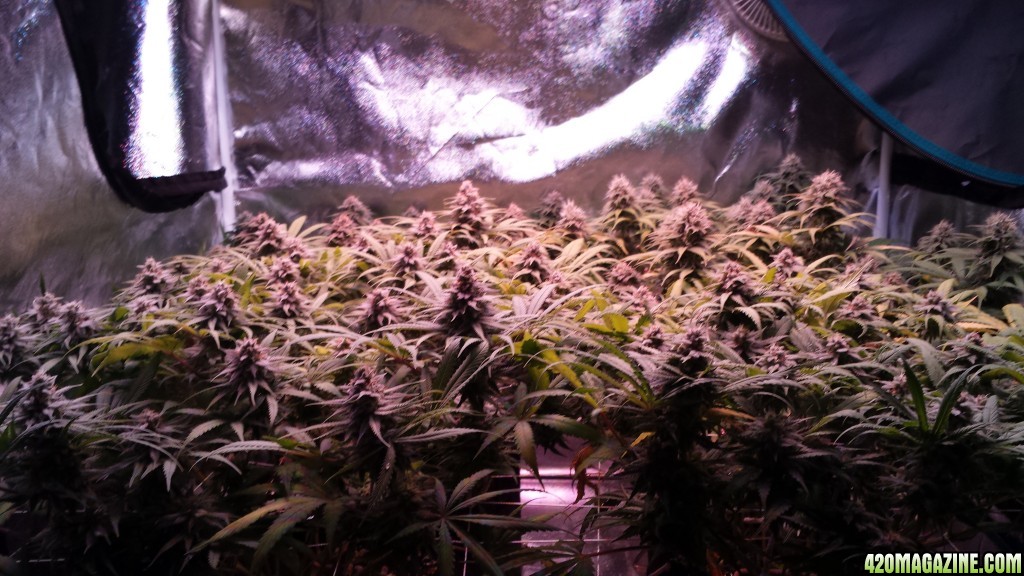 group shot 43 days in flower