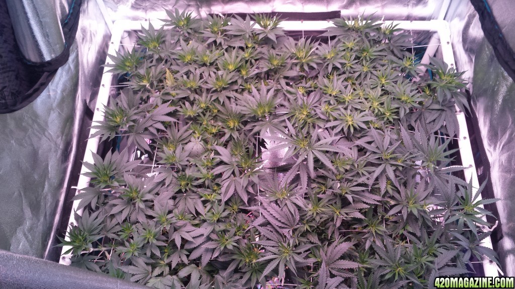 group shot 5 Days in flower