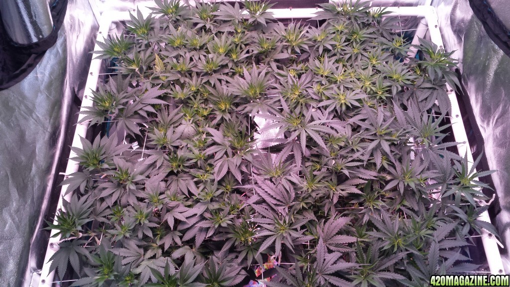 group shot 5 Days in flower