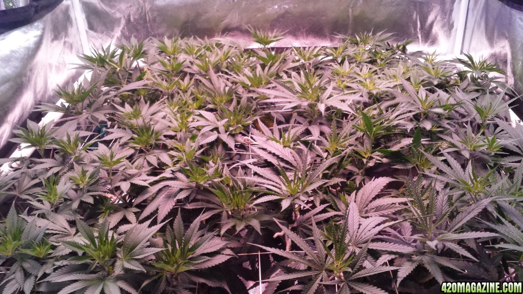 group shot 5 Days in flower