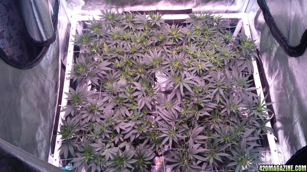 group shot 5 days in flower