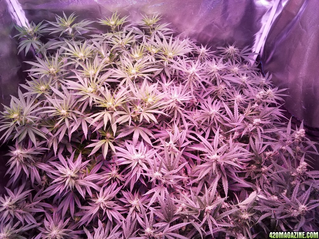 group shot 5 days in flower