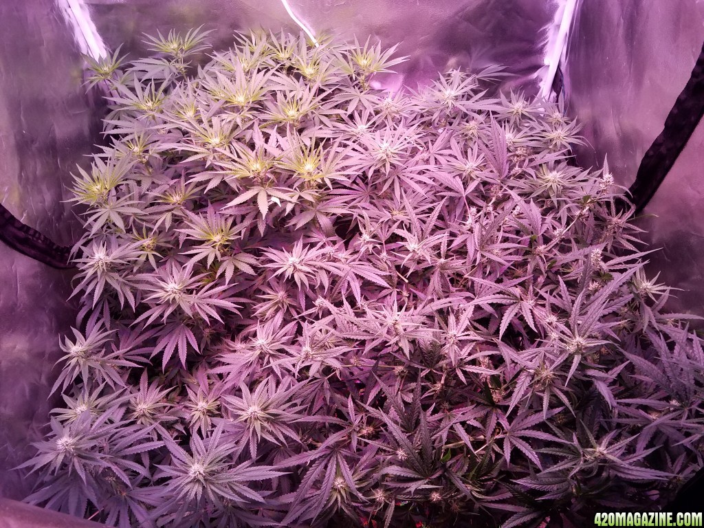 group shot 5 weeks in flower