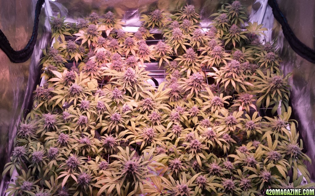 group shot 55 days in flower