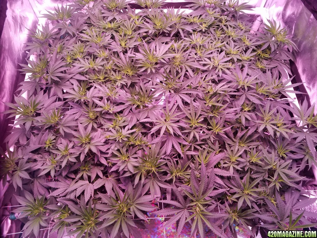 group shot 6 days in flower