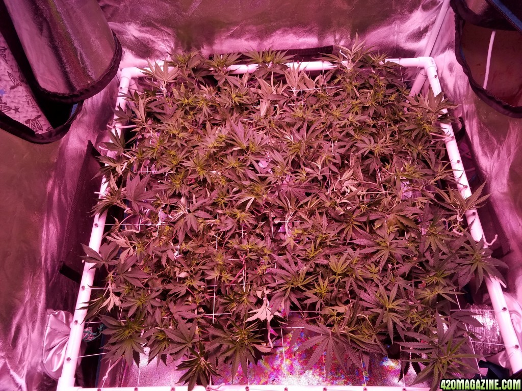 group shot after tucking 6 days in flower