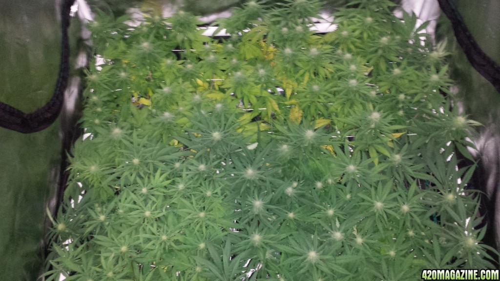 group shot at 21 days in flower