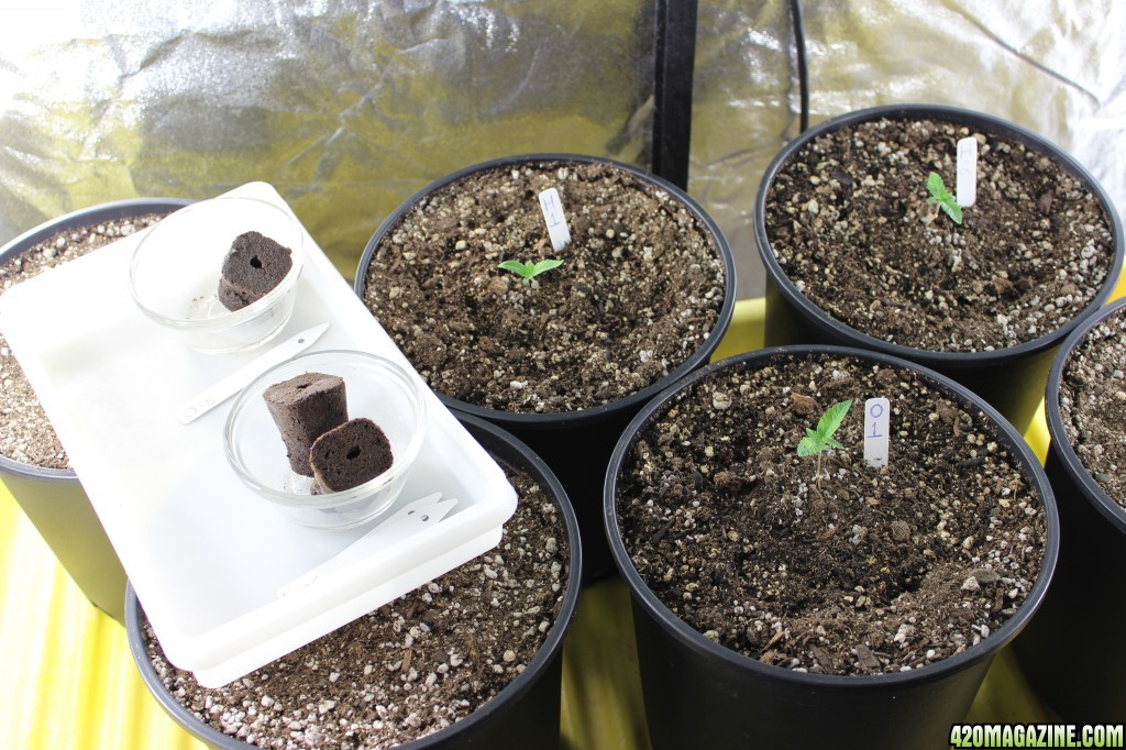 Group shot of seeds and seedlings