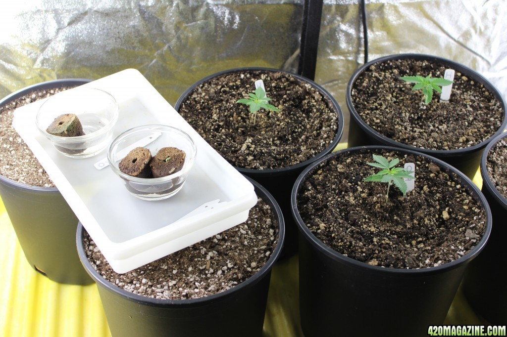 Group shot of seeds and seedlings