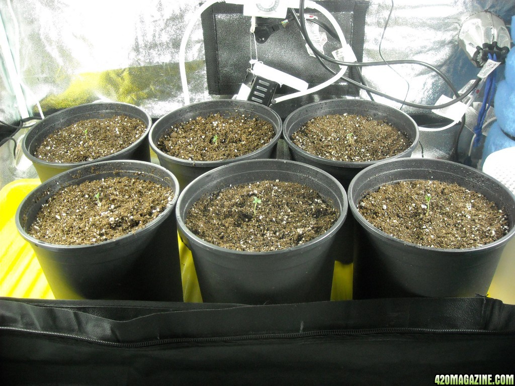 Group shot of the 6 SRH seedlings