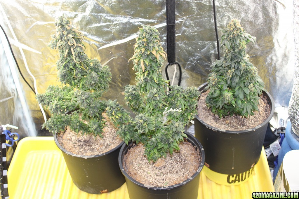 Group shot of the ladies prior to harvest