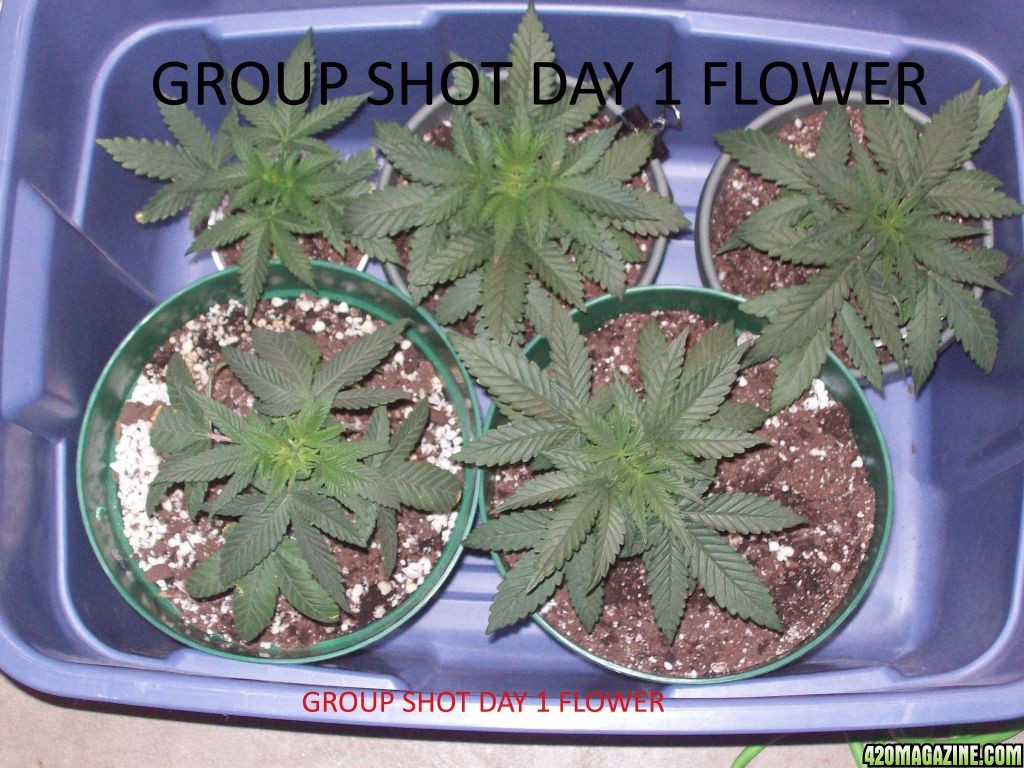 Group_shot_Day_1_flower