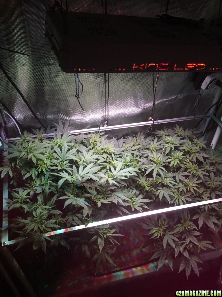 Grow 01, Day 24