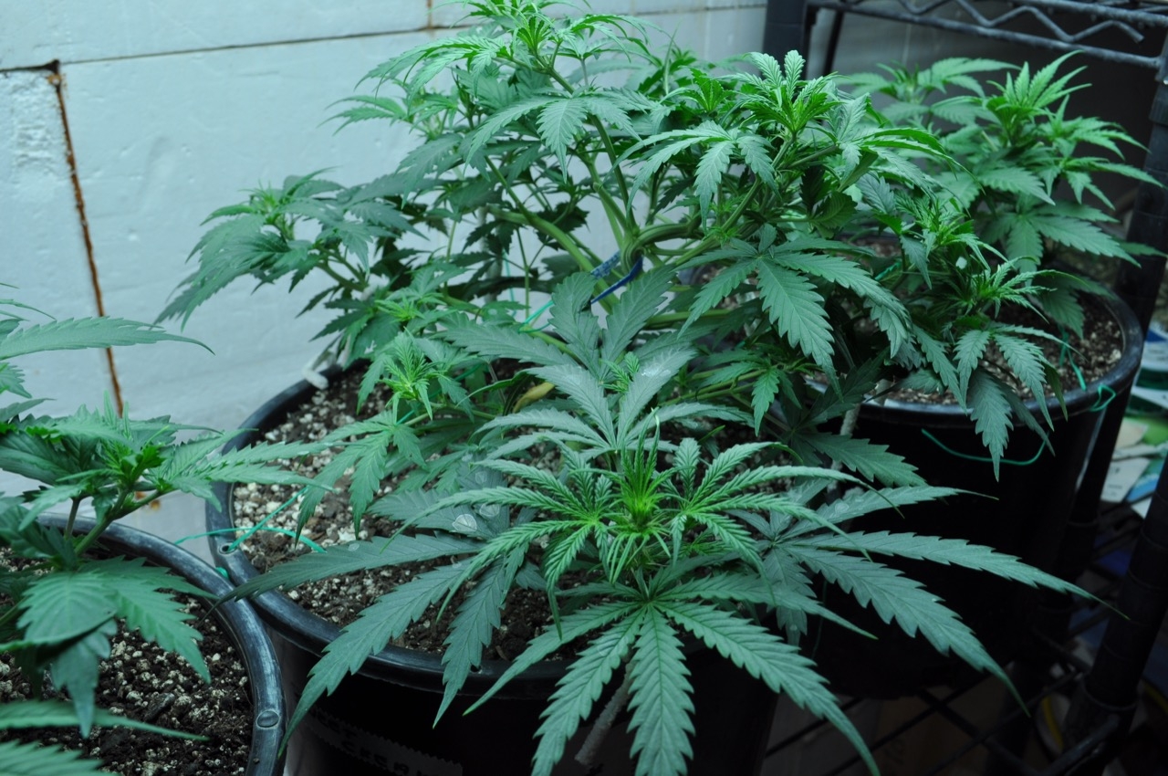 Grow 3 2020 Day 37.jpg