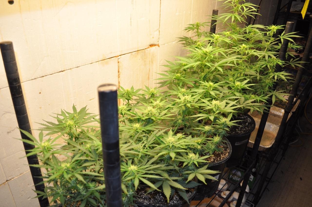 Grow 3 2020 Day 56.jpg