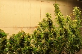 Grow 3 2020 Day 91-2.jpg