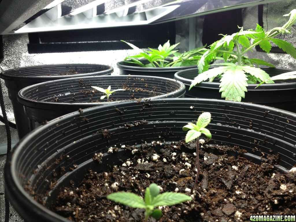 Grow 6/10/13