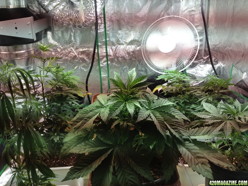 Grow 6/15/13