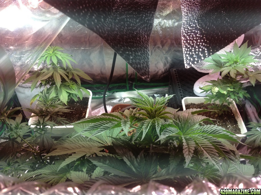 Grow 6/21/13