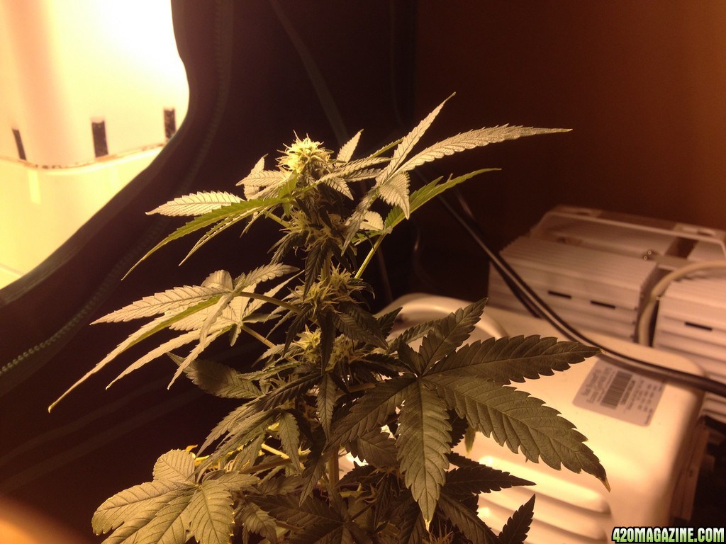 Grow 6/30/13