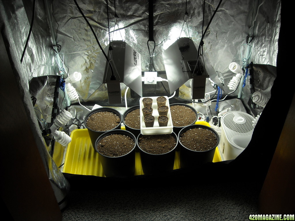 Grow Box Germination Setup