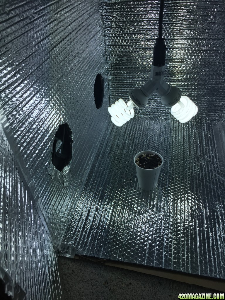 Grow Box Pics