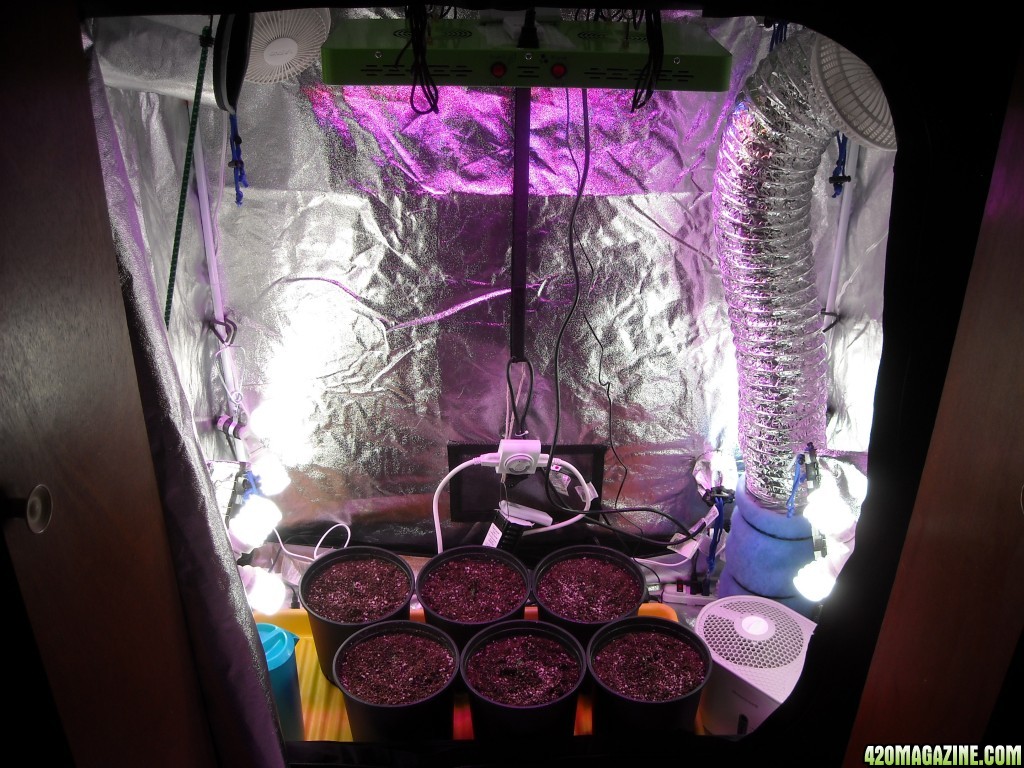 Grow Box Vegetation Setup - Full Lights