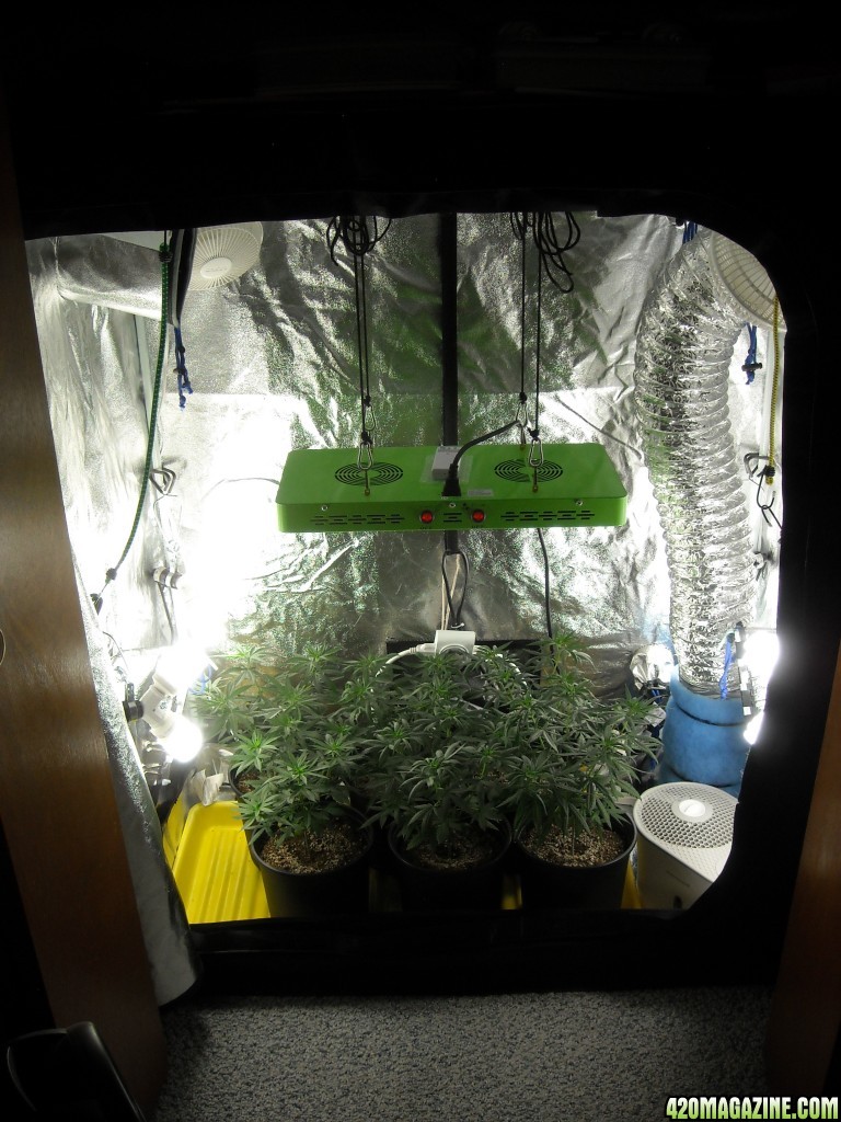 Grow Box with CFLs