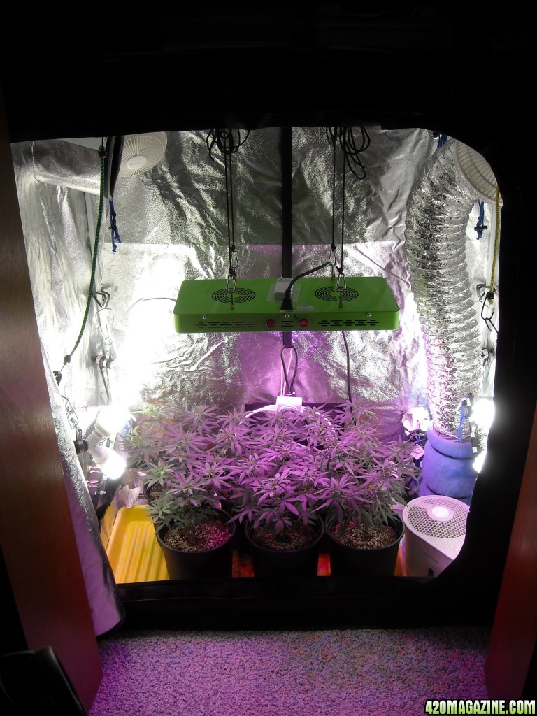 Grow Box with LEDs and CFLs