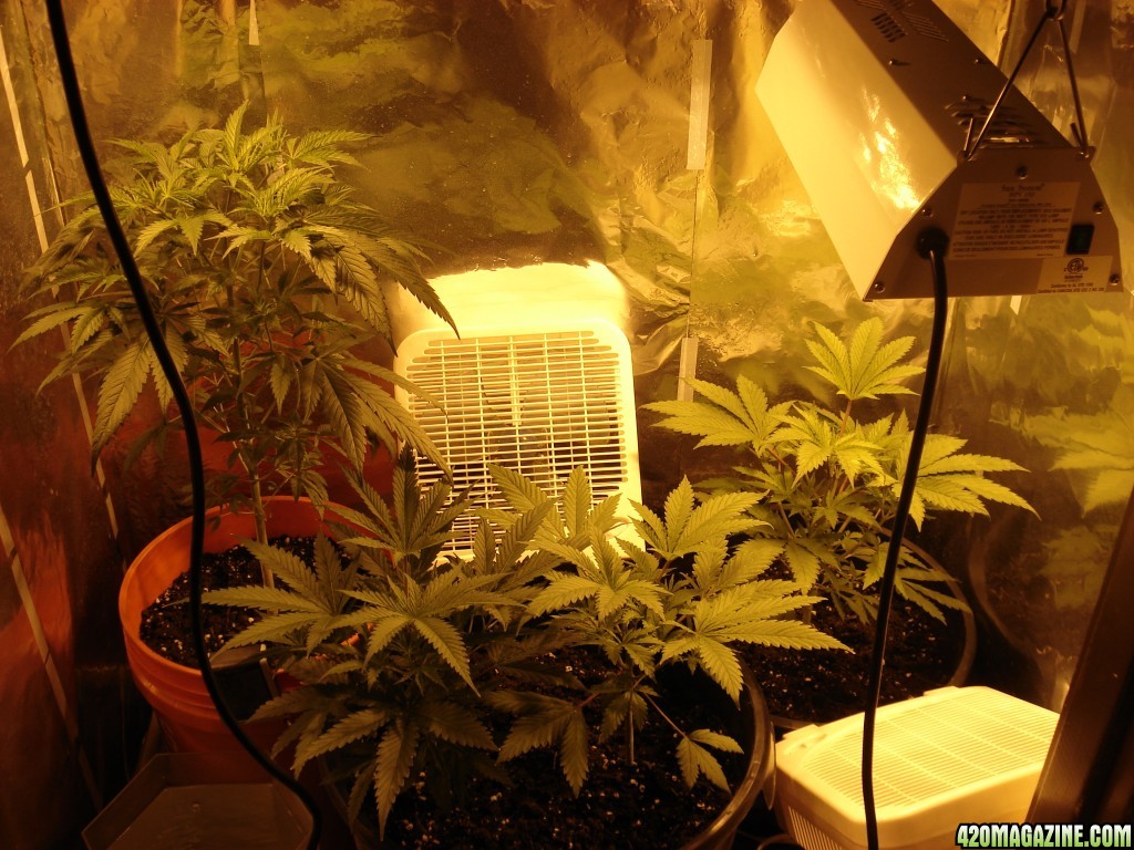 Grow Closet