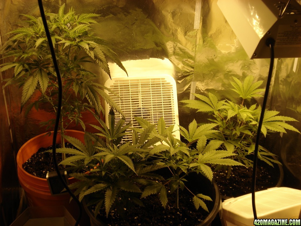 Grow Closet