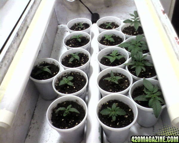 Grow Day 11