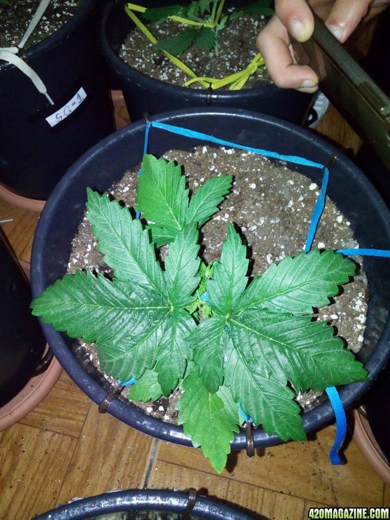 Grow day 15