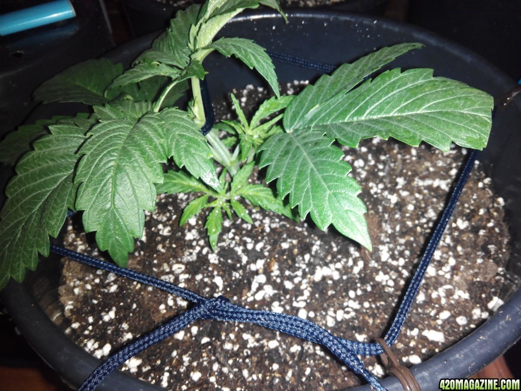 Grow day 15