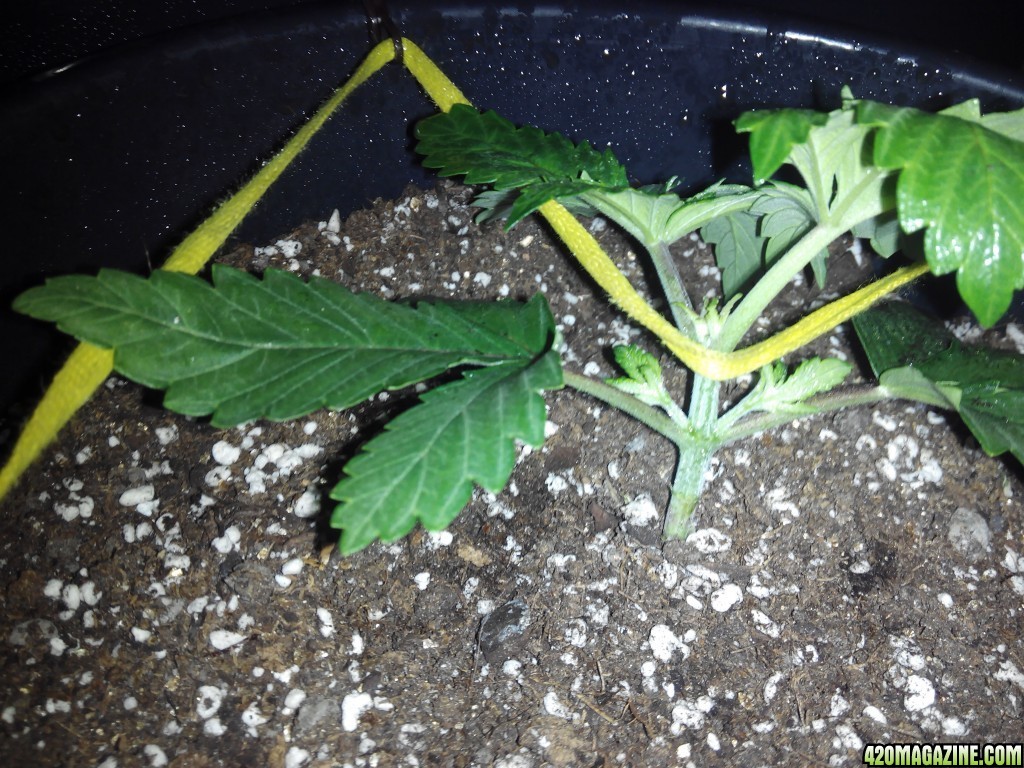 Grow day 15