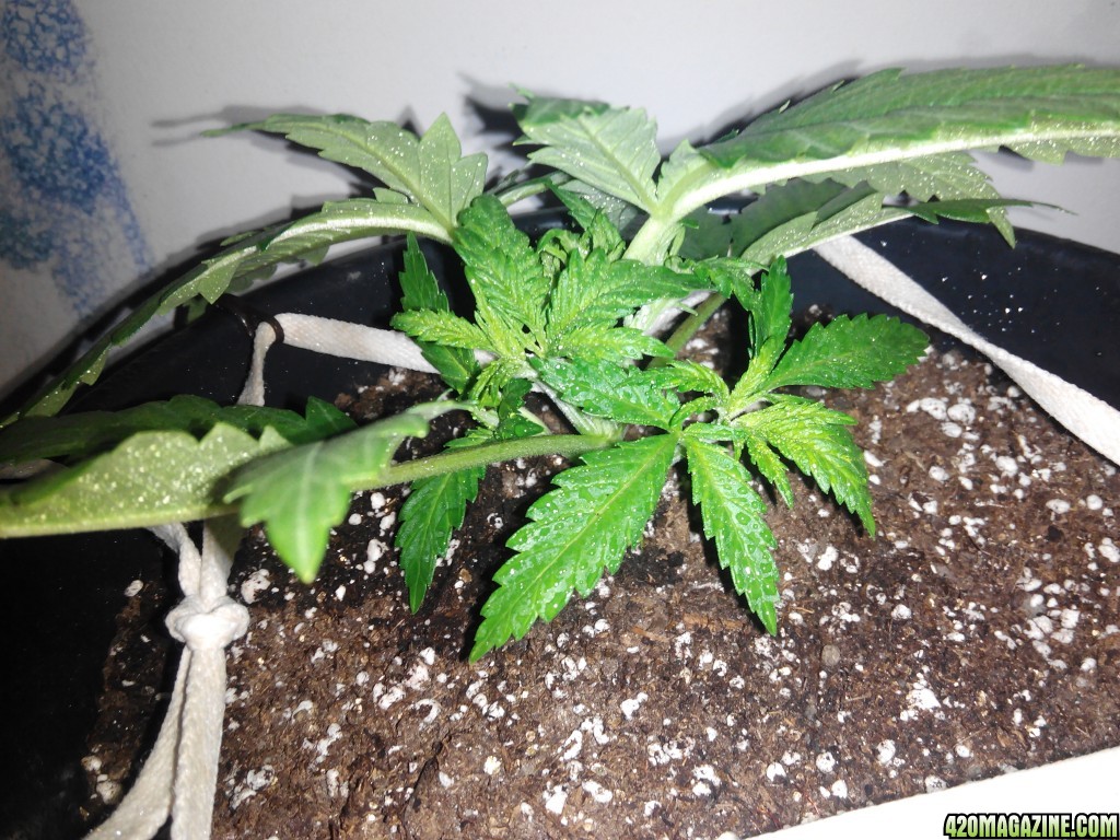 Grow day 15