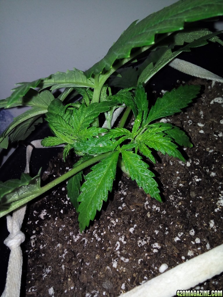 Grow day 15