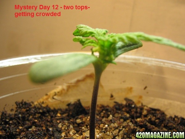 Grow day 35