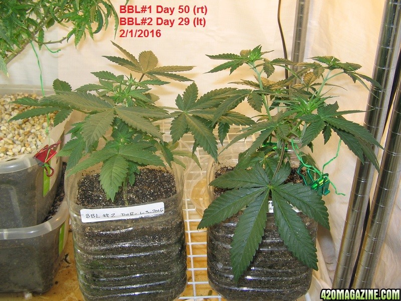 Grow Day 50