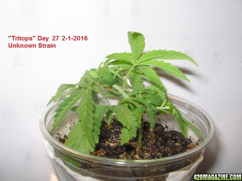 Grow Day 50