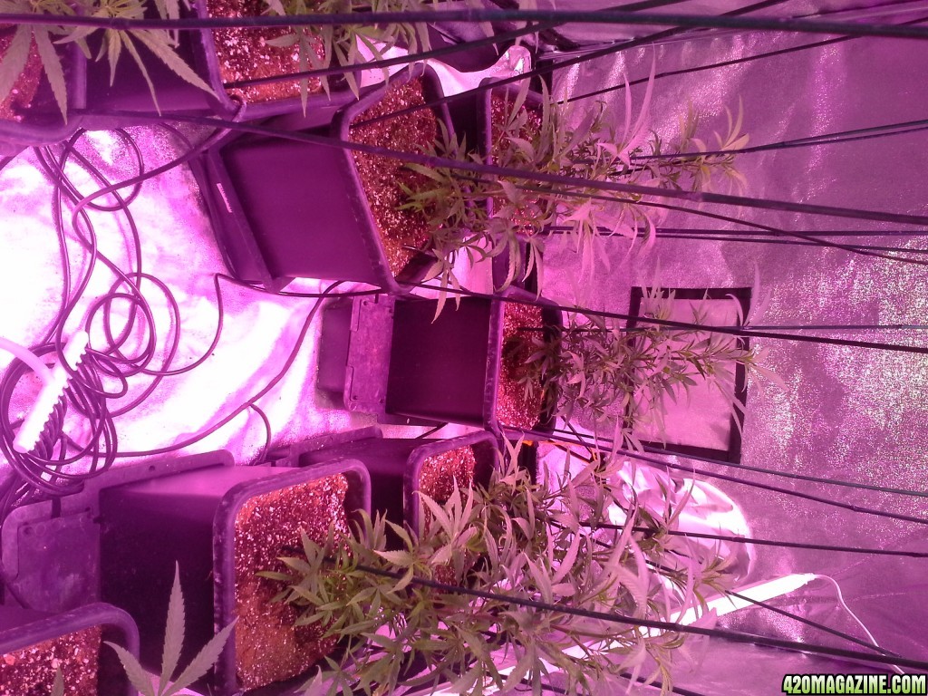 Grow Diary