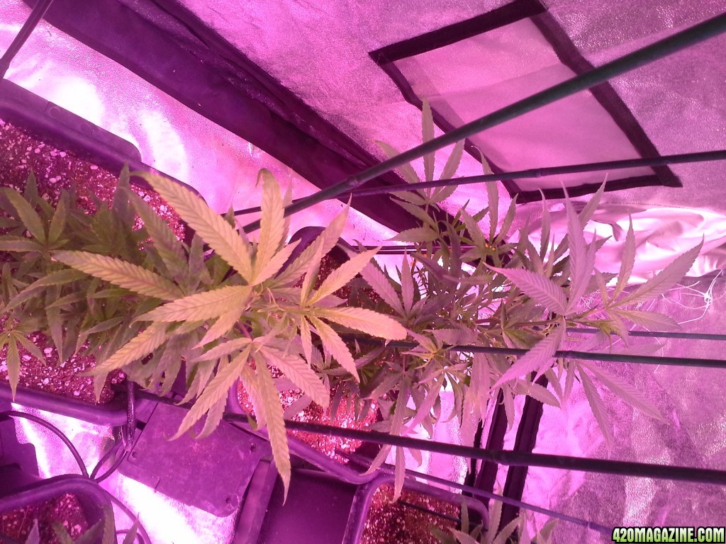 Grow Diary