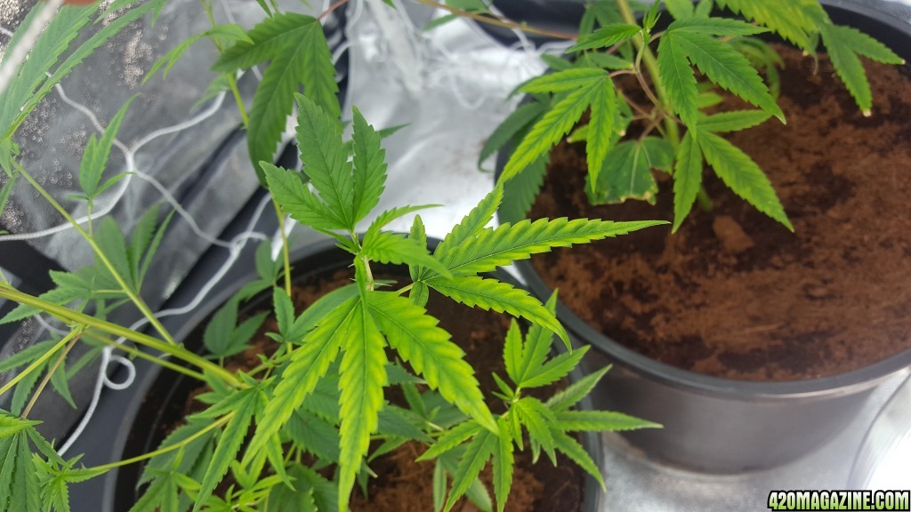 Grow Issues