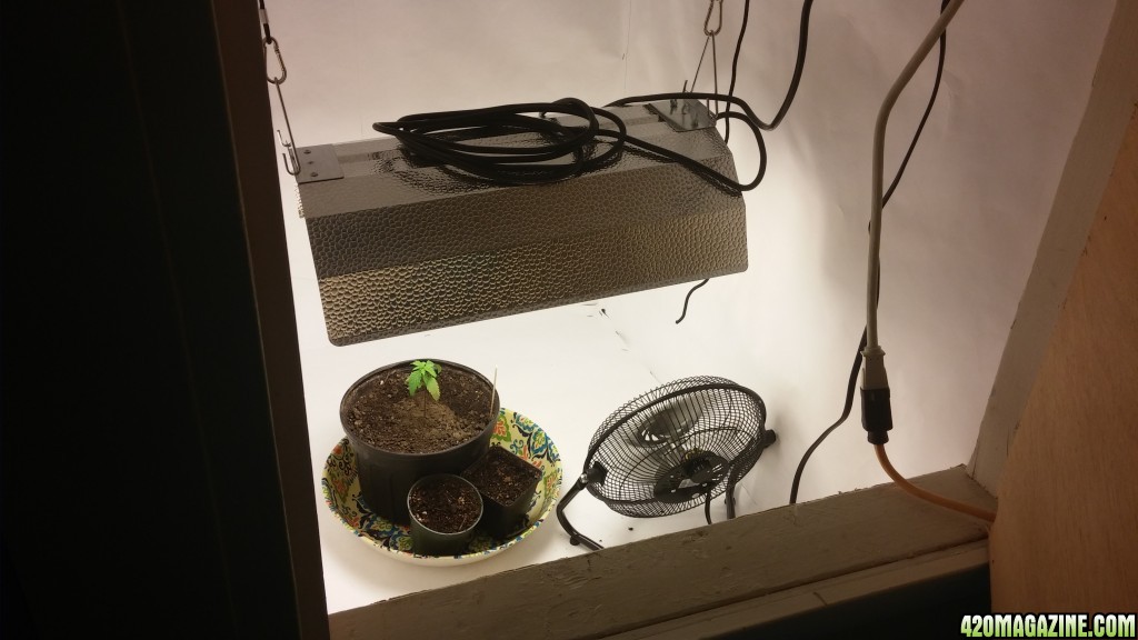 Grow Journal Day 1