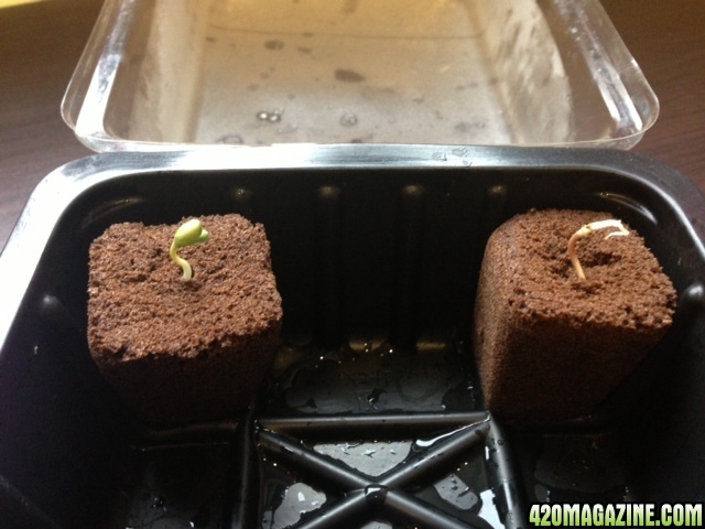 grow journal - germination